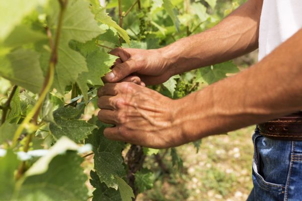 close-up-farmer-working